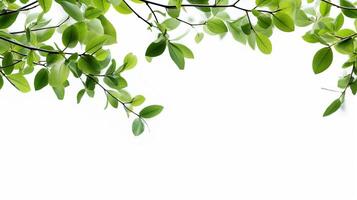 AI Generative soft green tree branches on white background with copy space photo