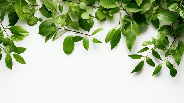 ai generativo suave verde árbol ramas en blanco antecedentes con Copiar espacio foto