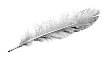 Bird feather on white background. Beautiful bird plumage or wing element, isolated smooth feather. . photo