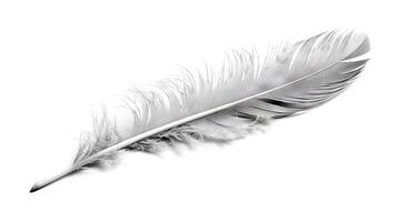 Bird feather on white background. Beautiful bird plumage or wing element, isolated smooth feather. Generated AI. photo