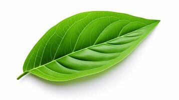 AI Generative green leaf on white background photo