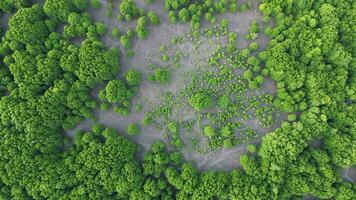 Aerial tranquil beauty of Malaysia's mangrove swamps, where land meets water in perfect harmony. video