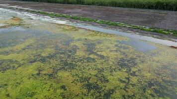 An aerial view of a large area of algae on top of lake video