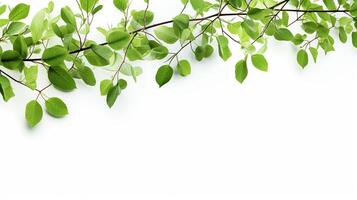 AI Generative soft green tree branches on white background with copy space photo