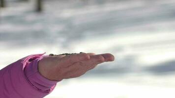 pájaro picoteo semillas en el palma de un persona en invierno, cerca arriba disparo. concepto de el internacional día de aves video