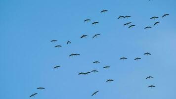 gregge di uccelli volante a contro il blu cielo. silhouette di selvaggio uccello aironi nel il cielo video