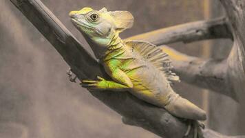 Basilisk basilisk, Basiliscus basiliscus, yellow-colored chameleon lizard on a dry branch close-up. photo