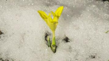 vår gul krokus blomma på snö bakgrund. timelapse, smältande snö i de trädgård. vår säsong begrepp video