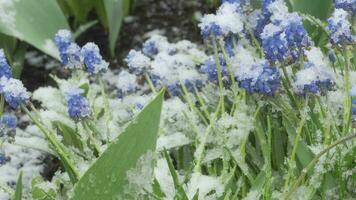 Snow covering flowers in the garden, timelapse. Muscari spring flowers under snowfall. Cold spring weather video