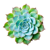 Echeveria plant without pots isolated. Illustration AI Generative png