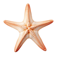 piccolo stella marina isolato. illustrazione ai generativo png