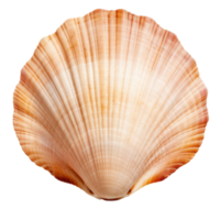 petit mer coquille isolé. illustration ai génératif png