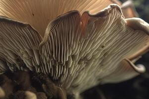 Abstract boletus mushroom. Big fungus with mushroom plates close up image. . photo
