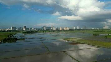 Aerial move toward reflection of cloud over paddy agricultural field video