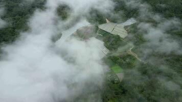 aéreo Visão vegetal Fazenda a partir de manhã névoa nuvem às Cameron Planalto video