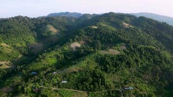 Aerial view vegetable plantation in sunny day at Penang, Malaysia video