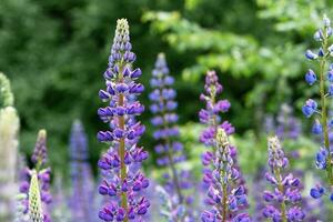 A close-up of a beautiful lupine field plant. photo