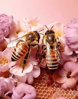 Two honeybees on pink spring flowers and pink background photo