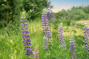 Blooming lupine in the meadow. photo