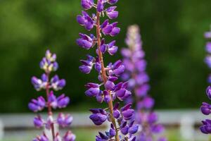 Blooming lupine in the meadow. photo
