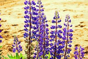 Blooming lupine in the meadow. photo