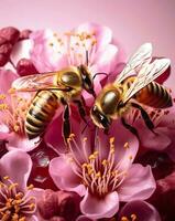 Two honeybees on pink spring flowers and pink background photo