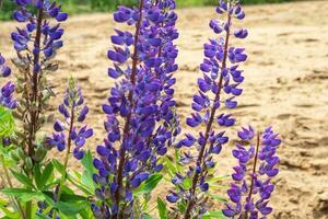 Blooming lupine in the meadow. photo