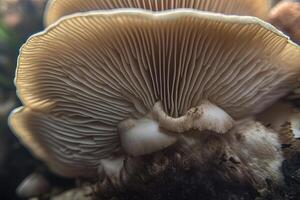 Abstract boletus mushroom. Big fungus with mushroom plates close up image. . photo