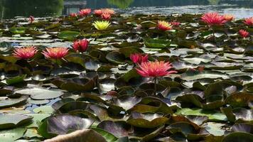 lotus blommor och löv på sjö vatten video