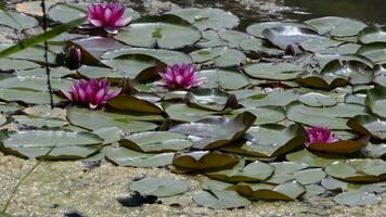 lótus flores e folhas em lago água video