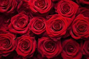 Red roses background. Valentines Day background. Red roses background. photo