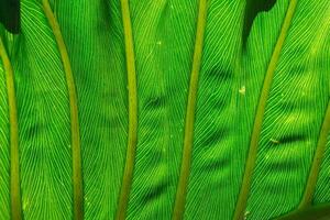 Abstract green leaf texture for background structure photo