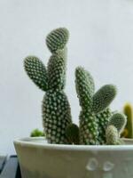 Potted cactus house plants on white shelf against white wall. Succulents in handmade concrete pot. room interior decoration photo