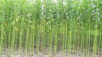 columpio en el viento verde crudo yute plantación en el campo de Bangladesh video