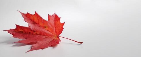 Canada Independence Day. Red maple leaf on a white background, close-up. . photo