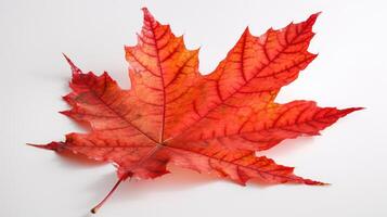 Canada Independence Day. Red maple leaf on a white background, close-up. . photo