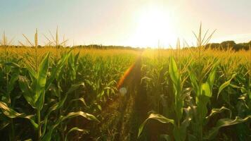 Corn field in the rays of the evening sun, the cultivation of natural products. AI generated. photo