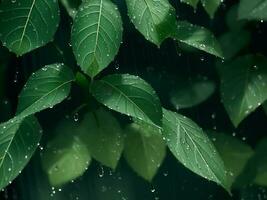 Green leaf under heavy rain photo