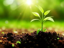 The Sapling are growing from the soil with sunlight, Green garden background photo