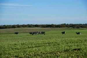 Cows in the Argentine countryside,Pampas,Argentina photo