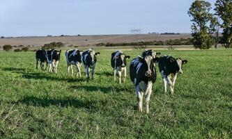 lechería vaca en pampa campo,patagonia,argentina foto