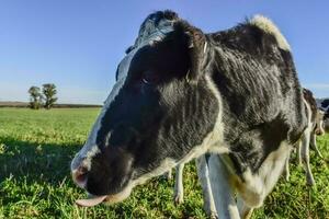 Dairy cow in Pampas countryside,Patagonia,Argentina photo