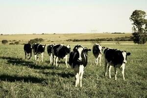 Cows in the Argentine countryside,Pampas,Patagonia,Argentina photo