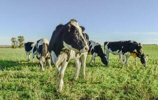 lechería vaca en pampa campo,patagonia,argentina foto