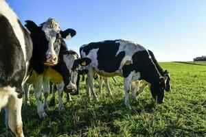 Dairy cow in Pampas countryside,Patagonia,Argentina photo