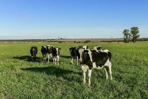 lechería vaca en pampa campo,patagonia,argentina foto