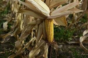 Corn cob growing on plant ready to harvest, Argentine Countryside, Buenos Aires Province, Argentina photo