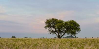 Calden,Typical tree in the province of Pampas,Patagonia,Argentina. photo
