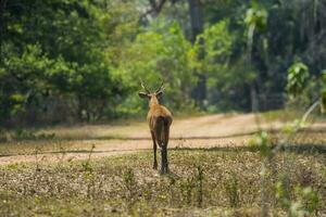 Marsh deer, pantanal Brazil photo