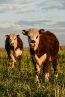 Steers fed on natural grass, Buenos Aires Province, Argentina photo